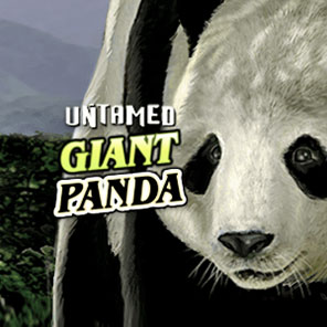 В азартный симулятор Untamed Giant Panda можно играть без регистрации без смс без скачивания онлайн бесплатно в демо